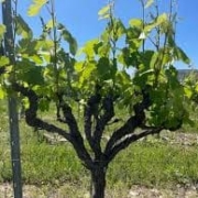 vigne taillée en palmette